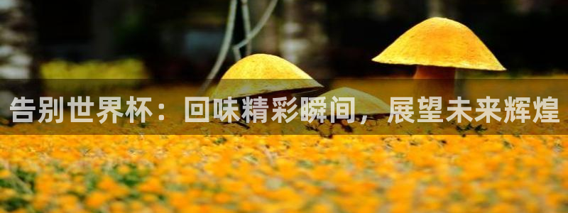 世界杯球队排名：告别世界杯：回味精彩瞬间，展望未来辉煌